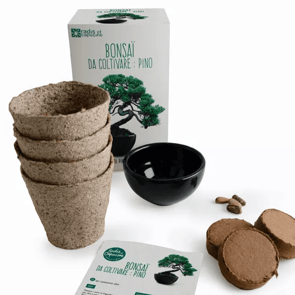 Kit Bonsaï Pin Parasol