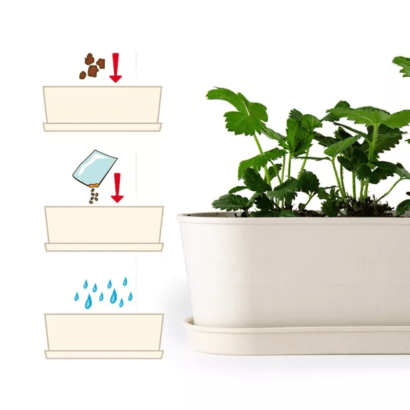 Fraisiers - Jardinière bambou